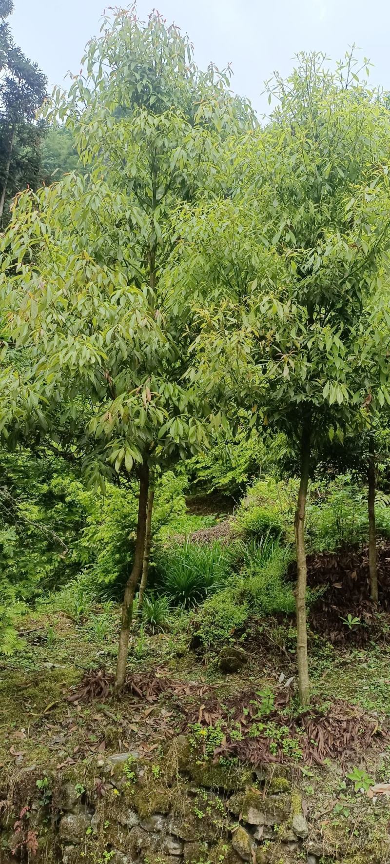 木楠树,楠木镇楠木树(第3页)_大山谷图库