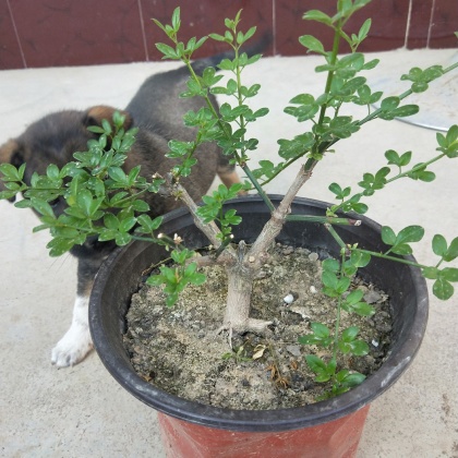 四川成都黄素馨价格行情走势 - 一亩田