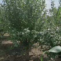 榆叶梅云南贵州四川适应公园绿化小区绿化工程用规格齐全