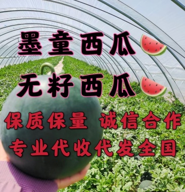 墨童西瓜墨瞳西瓜无籽西瓜糖度高个头均匀