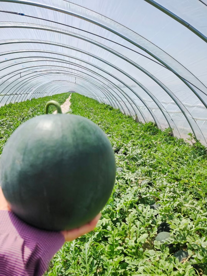 墨童西瓜,墨瞳西瓜,无籽西瓜,糖度高,个头均匀