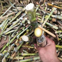 皇竹草甜象草巨菌草种节