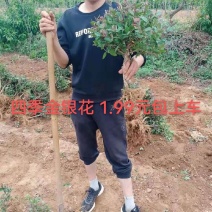 四季金银花苗盆栽
