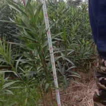 夹竹桃，规格齐全，适应公园绿化，小区绿化，工程绿化，