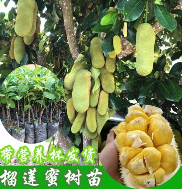 正宗海南榴莲蜜嫁接苗湿包菠萝蜜苗南方水果树苗带泥带叶子发