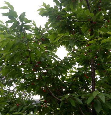 [红灯樱桃批发]绛县史村大田樱桃价格20.00元/斤 - 一亩田