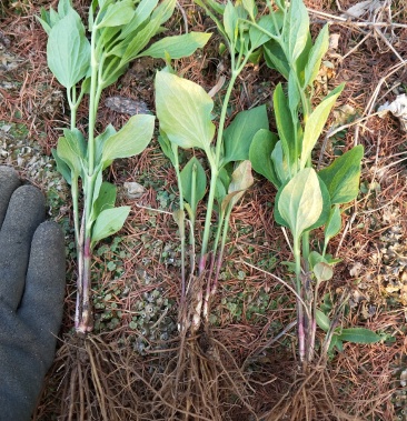 [威灵仙种苗批发]威灵仙苗,东北威灵仙苗,基地价格,提供技术服务,价格