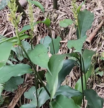 箭杆风,山姜根,天然生长