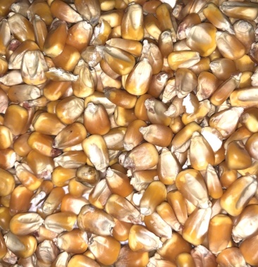 干玉米粒东北吉林干玉米粒水分12-14容重700-730