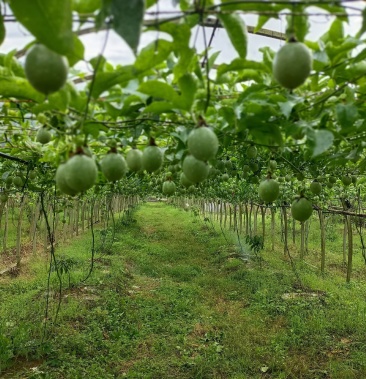 [百香果批发]百香果价格7.50元/斤 - 一亩田