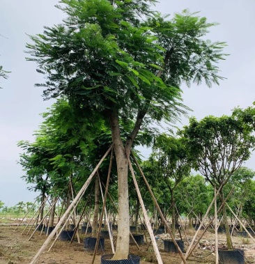 [凤凰树批发]凤凰木(红花楹)米径:20-25公分 冠幅3米价格3000.