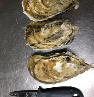 [生蚝批发]性价很高的绿宝石生蚝,目前市面稳定蚝品价格580.