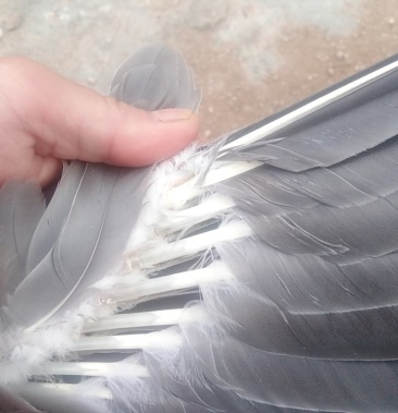 白口仔1000只8456斤