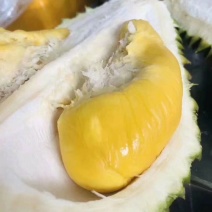 猫山王榴莲苗榴莲苗果肉结实饱满气味香甜包邮