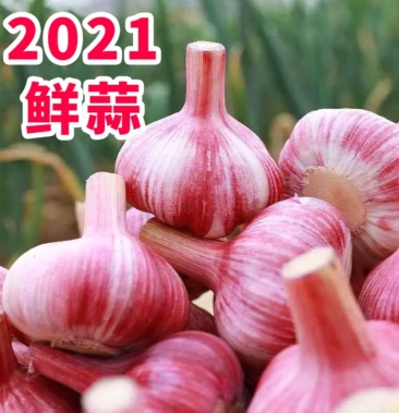 河南开封新蒜上市大蒜鲜蒜精品