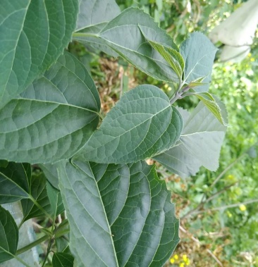 [芝麻叶批发]山芝麻叶价格20.00元/斤 - 一亩田