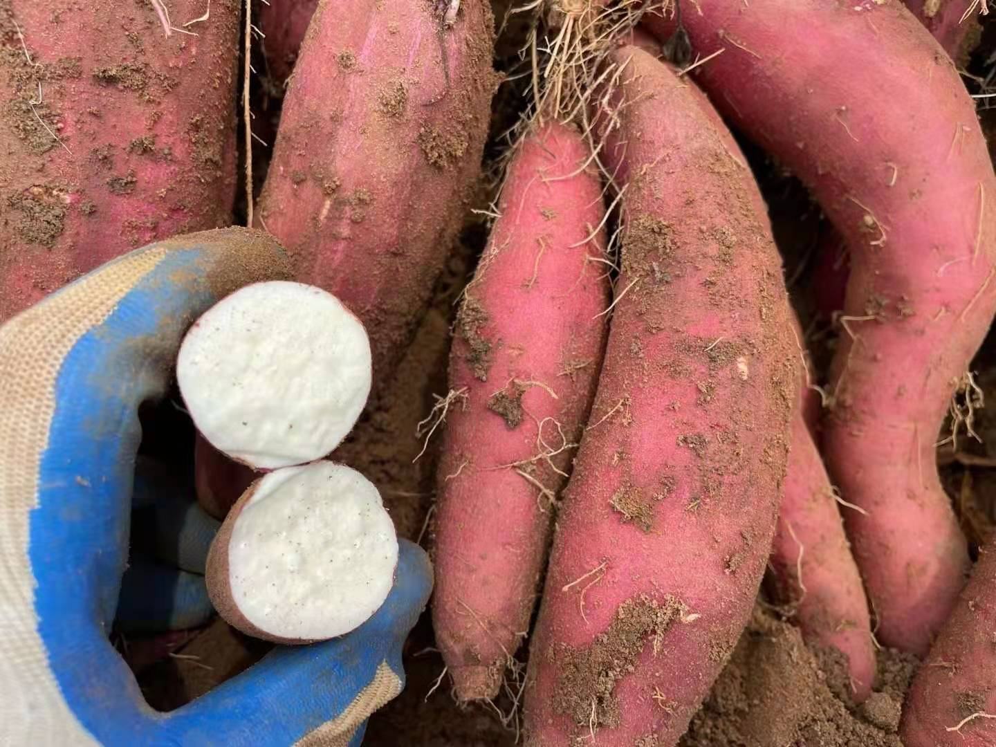 一个新鲜切开的橙色果肉红薯,表面湿润有光泽,可见细腻的纤维纹理和汁液渗出,背景为田园土壤环境,突出其天然农产品属性 红薯切面特写