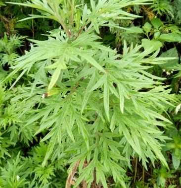 小艾叶又名水蒿白蒿等