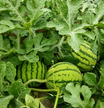 北京顺义精品麒麟西瓜