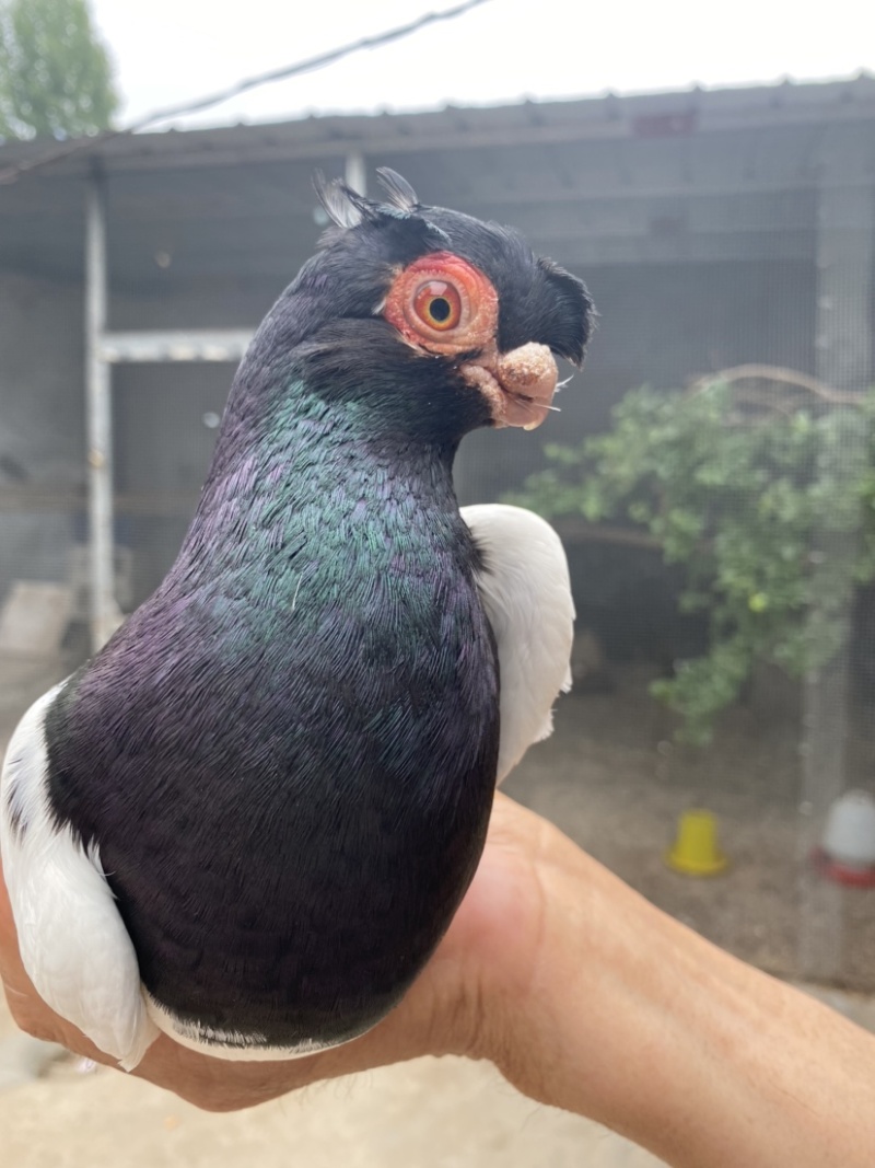 精品两头乌观赏鸽红嘴红眼前凤狮子头品种级别高稀有品种