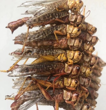 [蝗虫批发]蚂蚱 蚂蚱串价格18.00元/斤 - 一亩田