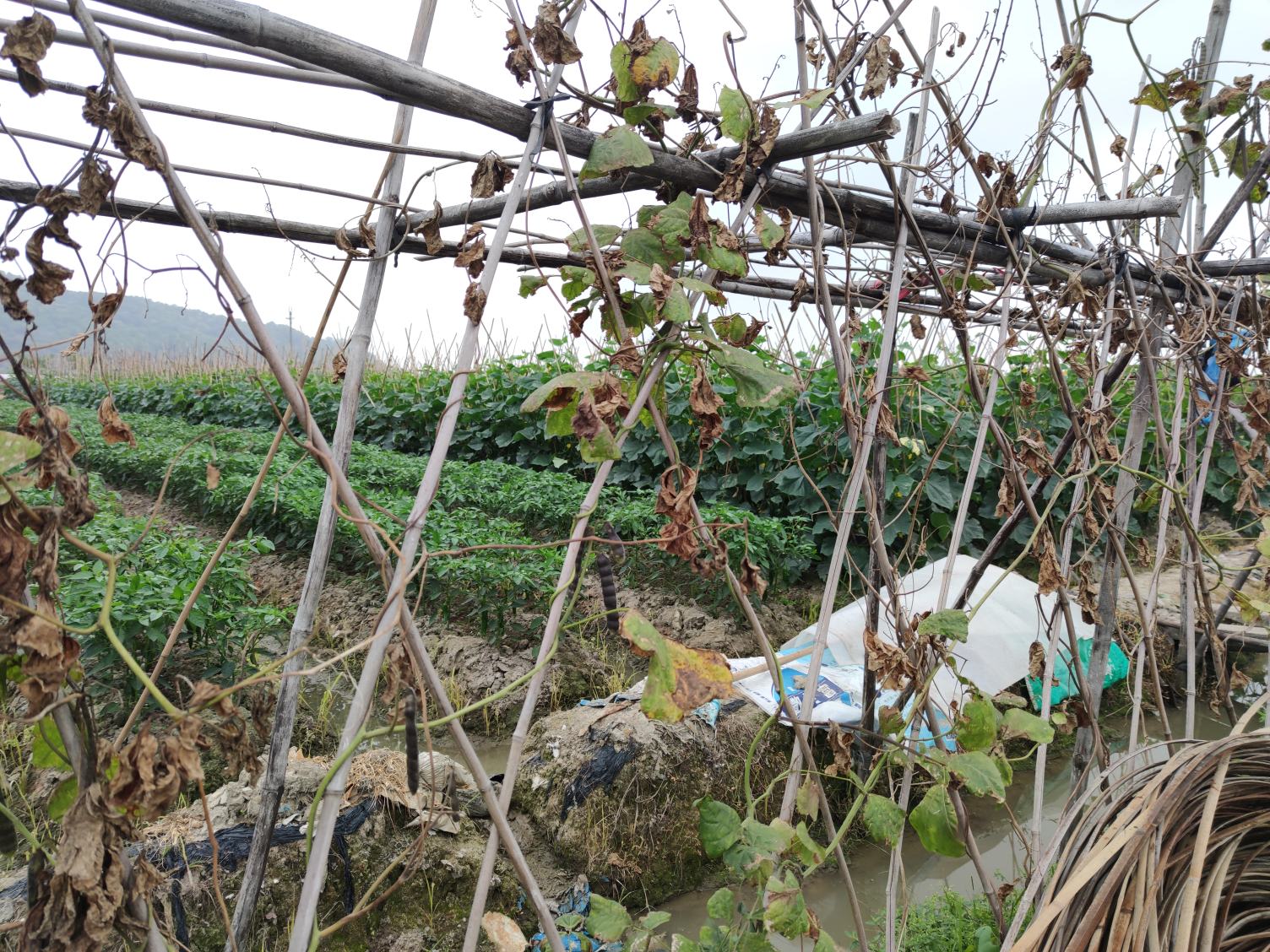 丝瓜架下套种示意图,显示丝瓜藤蔓遮阴区域与套种蔬菜布局,层次分明 丝瓜架下套种示意图