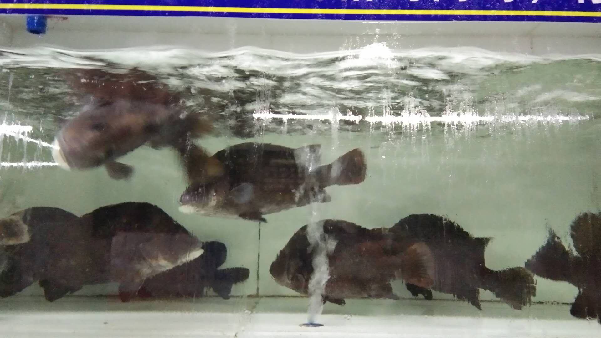 清晨时分,渔民正在使用地笼从混养池塘中捕捞南美白对虾,部分罗非鱼在网中跳跃,岸边堆放着装虾的泡沫箱,配有冰块降温,远处有增氧机仍在运行,水面泛起轻微波纹 池塘收获作业场景