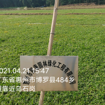 草皮