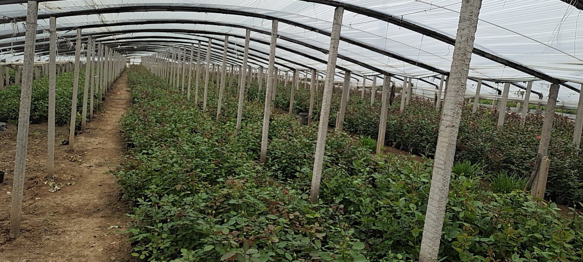 大花浓香月季在阳光下的种植环境