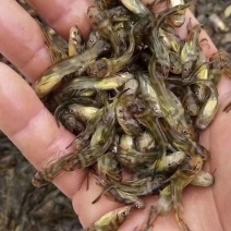 广东黄骨鱼苗鱼苗辣丁鱼苗杂交黄骨鱼苗全雄性欢迎咨询