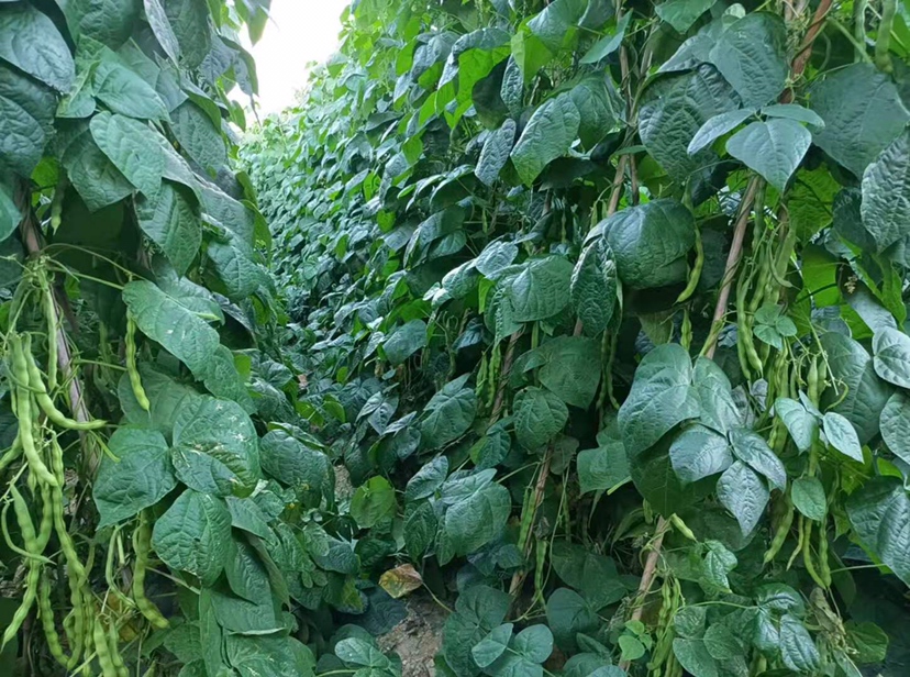 绿扁豆田间种植图