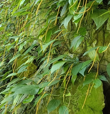 爬岩香石楠藤下单现采