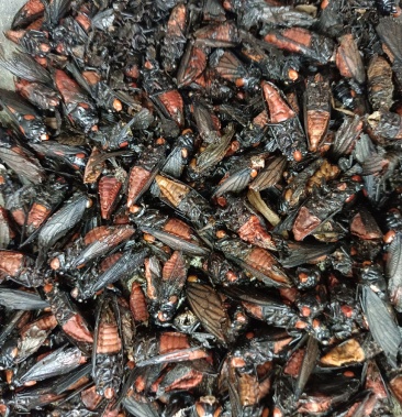 中药材红虫 娘虫 斑虫 蝥虫 各种规格 500克包邮