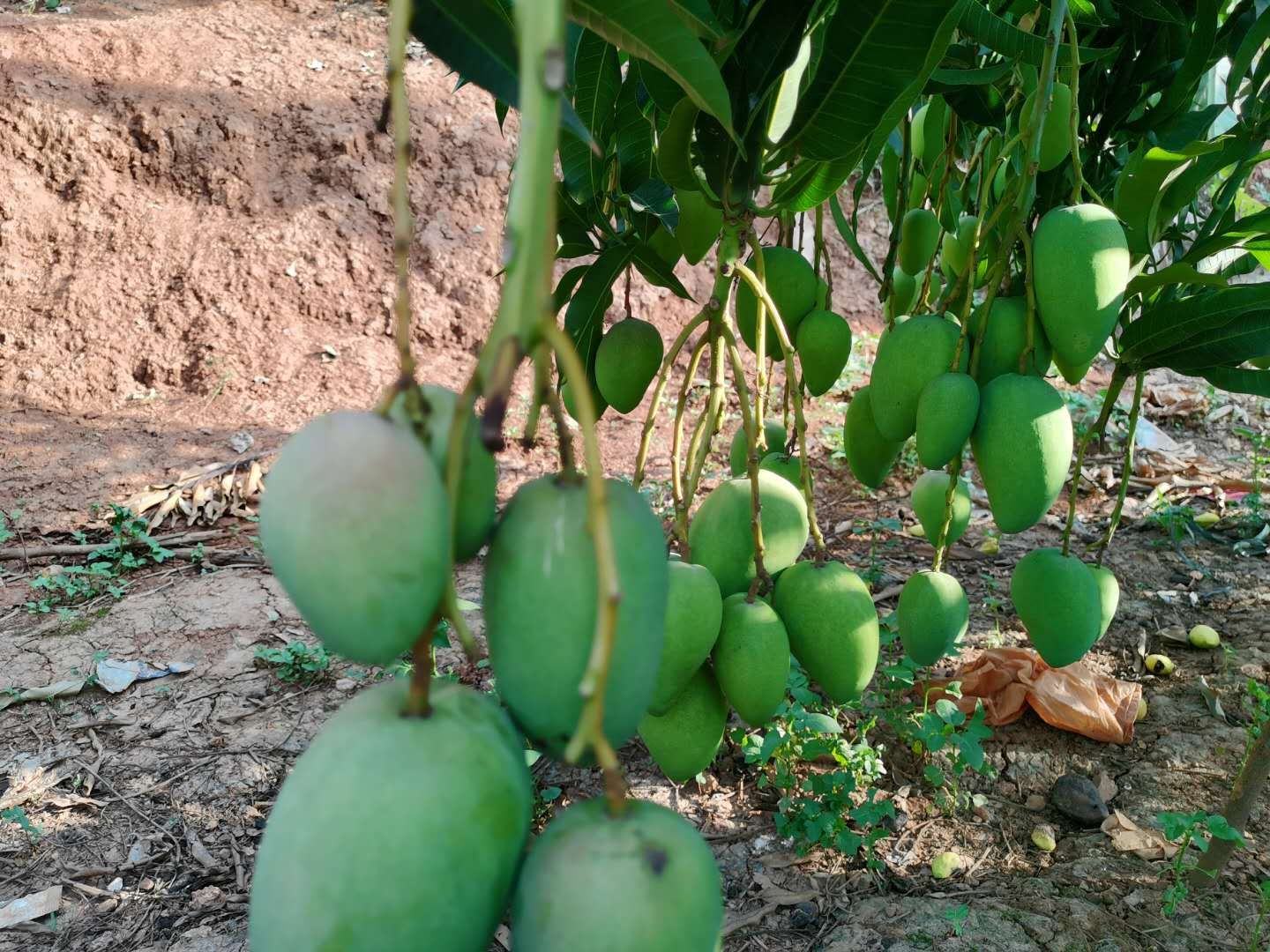 小台芒成熟果园特写：成串金黄色小台芒挂满枝头，果皮光滑泛蜡质光泽，部分果实带浅红晕，背景为翠绿热带阔叶林