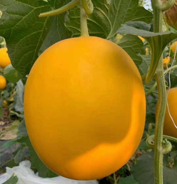 支持电商和各大超市的红皮白肉香甜可口老少皆宜甜瓜