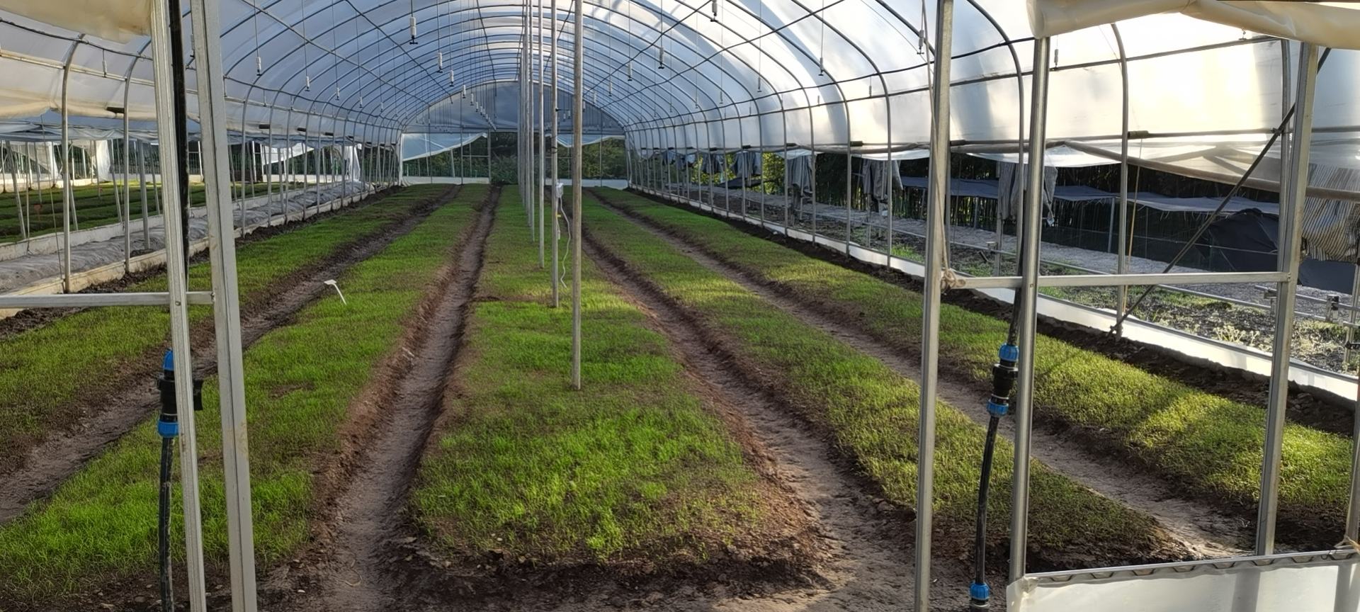 川贝母种植基地