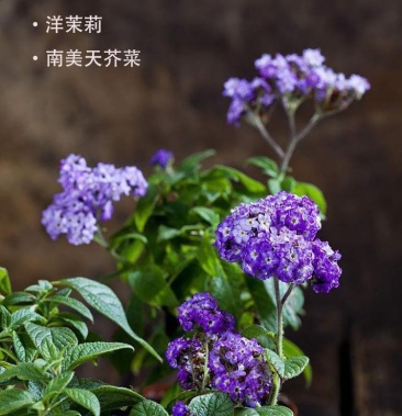 洋茉莉(香水草)南美天芥菜!开花淡香