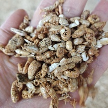饲料引子虾四不像自家加工做虾粉家畜饲料蛋鸡蛋鸭用一手货源