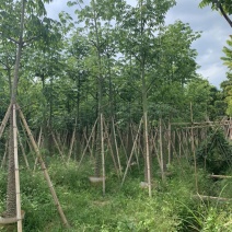 美丽异木棉美人树米径10公分到15公分均有售