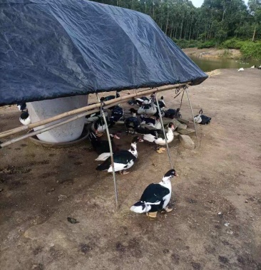 番鸭西洋鸭公番鸭公老水货全程加黄