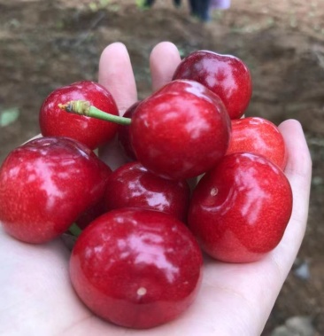 山东临沂平邑大樱桃 红灯 美早 露天成熟 无农药