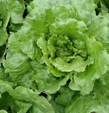 意大利生菜精品生菜价格优惠质量保证