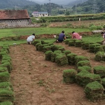 马尼拉草皮