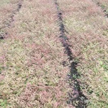 南天竹江西南天竹小苗大量供应