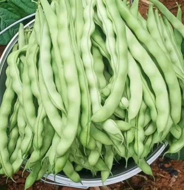 [豆角批发]精品大青豆欢迎私聊价格1.80元/斤 - 一亩田