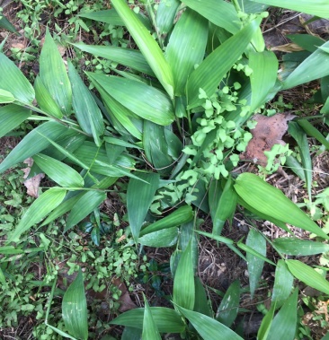 野生淡竹叶鲜货全草