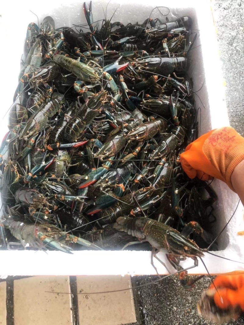 澳洲淡水小青龙澳洲龙虾澳州小龙虾澳龙龙虾