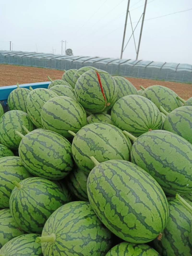 [西瓜批发]河南郑州中牟县西瓜 1.80元/斤精品牛奶小吊瓜 _ 一亩田