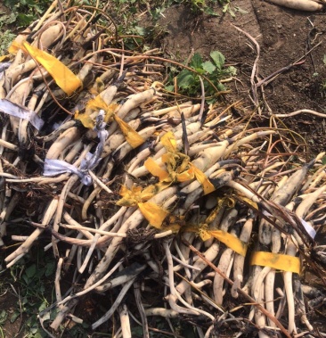 [莲藕苗批发]莲藕价格1.00元/棵 - 一亩田