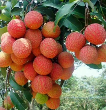 广东省高州市白糖罂/白腊荔枝